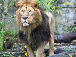 Lion d&#039;Asie